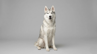 Siberian Husky