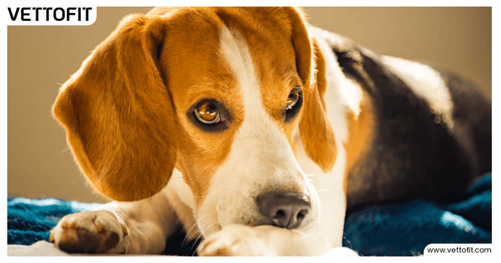 Beagle dog scratching paw while lying down in sunlight, used in Vettofit blog about dog itching and allergies