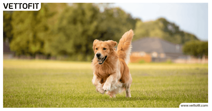 Golden retriever running freely on grass, symbolizing good gut health and emotional balance in dogs