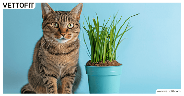 Tabby cat sitting beside a green potted plant on a blue background, representing natural solutions for cat hairballs