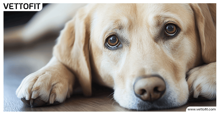 Senior golden retriever struggling to climb stairs, highlighting joint discomfort in older pets