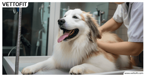 Pet owner brushing his dog to reduce shedding at home