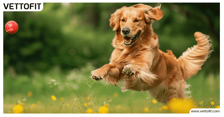 Healthy golden retriever running in field, fueled by Vettofit Nutri-Topper for immune and gut support
