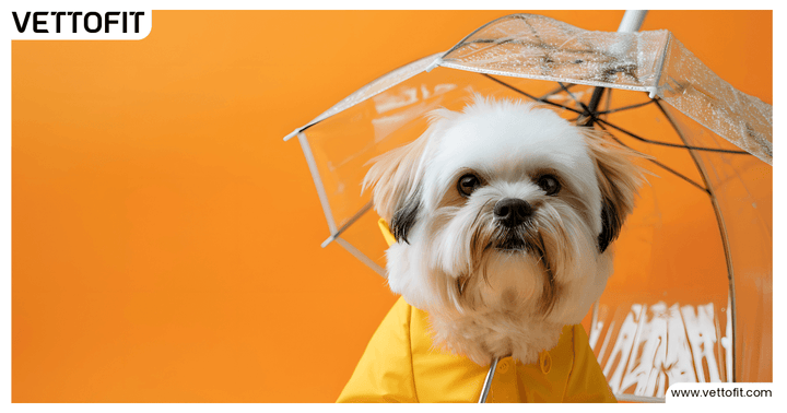 A Shih Tzu dog wearing a yellow raincoat under a transparent umbrella against an orange background, promoting monsoon care for pets by Vettofit