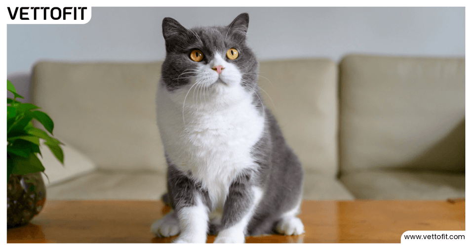 Grey and white cat with bright yellow eyes sitting alert on a wooden table, representing a healthy feline with a sensitive stomach, featured in Vettofit's digestive care blog.