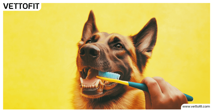 Dog owner brushing pet teeth for fresh breath