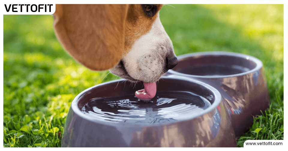 Beagle drinking water from bowl on grass | Vettofit