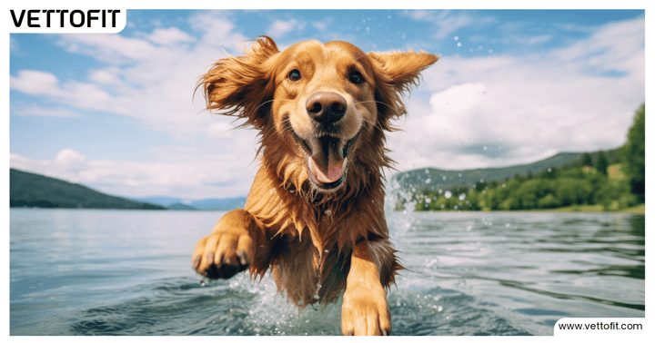 Happy golden retriever joyfully jumping into a lake on a bright summer day, capturing a playful moment in nature with Vettofit frame.