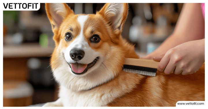 Smiling Corgi being groomed with flea comb for tick removal and coat health maintenance