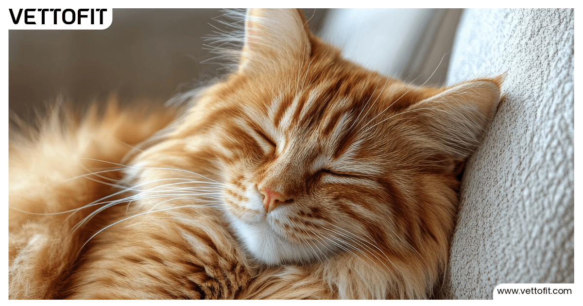 Sleeping cat resting peacefully in sunlight — Vettofit explains normal vs. abnormal cat sleep for Indian pet parents