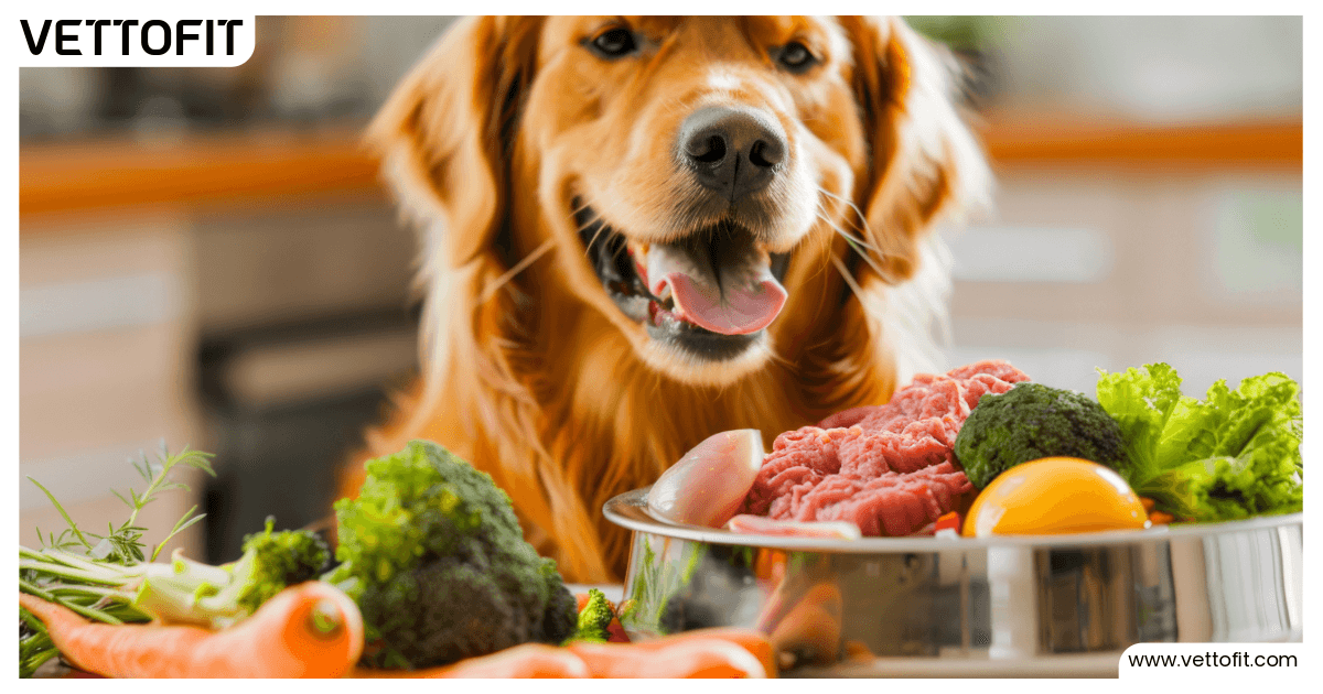 Golden Retriever sitting happily behind a bowl of fresh vegetables, raw meat, and egg — showcasing balanced dog nutrition care by Vettofit.