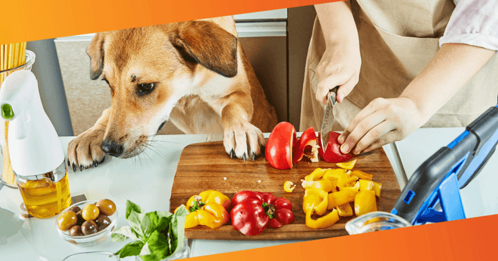 Pet parent using Vettofit Nutri Topper for better dog health