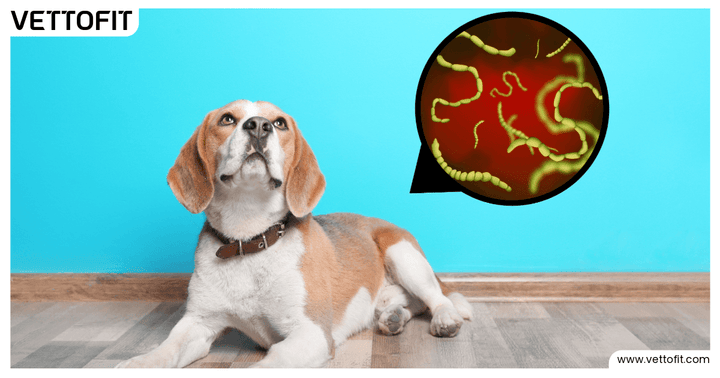 Inside Your Dog’s Gut: The Microbiome That Controls More Than Digestion