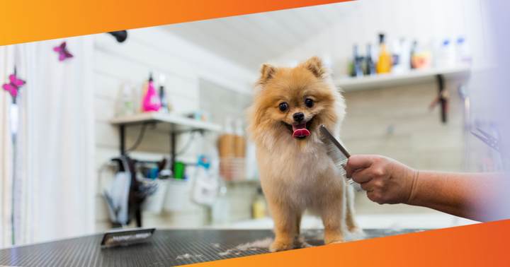 Dog enjoying blow-dry during a grooming session