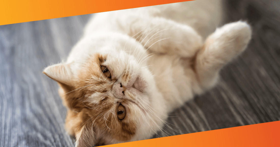 Kitten Corner: Why Cats Scratch and Bite?