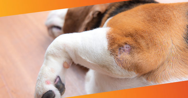 How to Prevent and Treat Calluses on Your Dog's Elbows