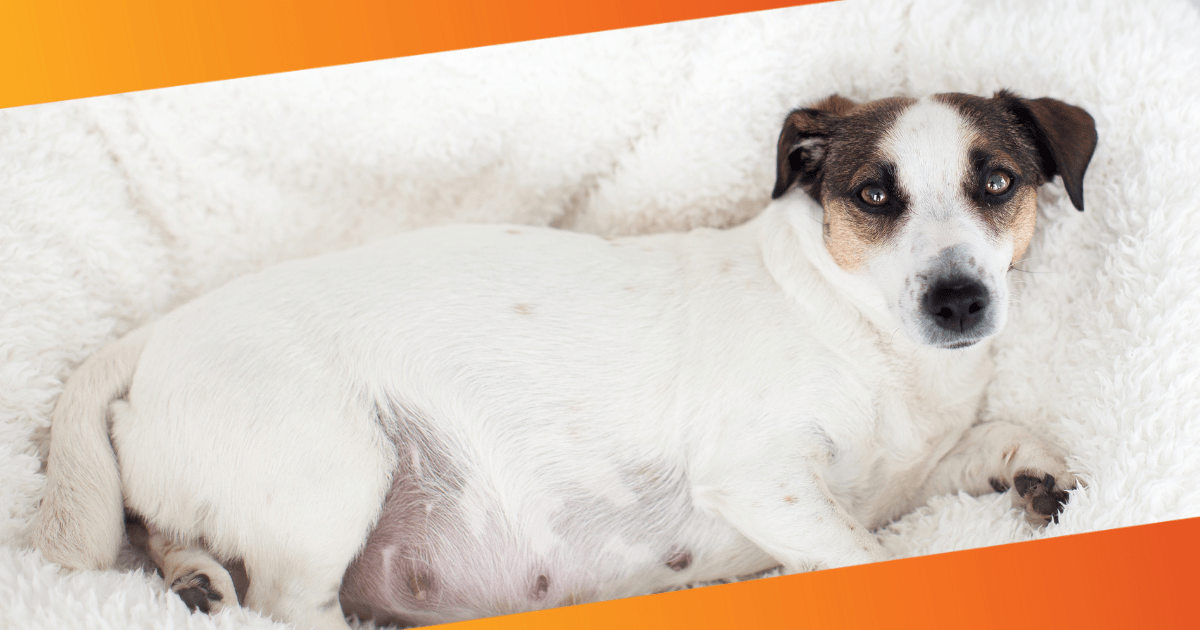 How to Take Care of Pregnant Pets: Expert Tips & Advice