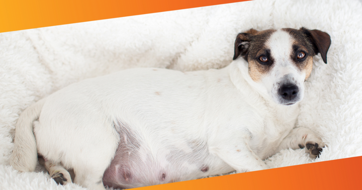 How to Take Care of Pregnant Pets: Expert Tips & Advice