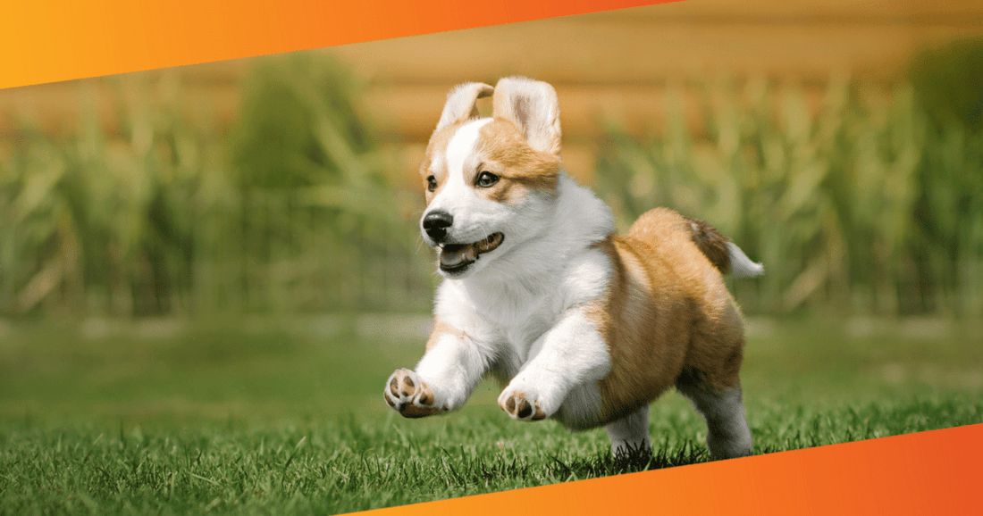 Your Dog’s First Year, Month-by-Month: Health, Nutrition, and Behavior Milestones