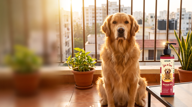 Should you shave a double-coated dog in Indian heat? What actually happens