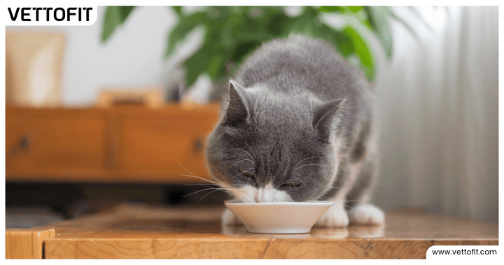 Nutritional Guide for Cats: What to Feed at Every Life Stage