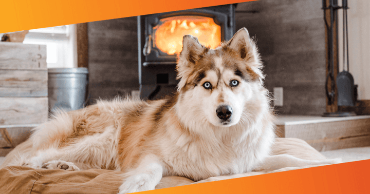 Siberian Husky with a shiny coat and active posture, symbolizing the health benefits of Omega-3 fatty acids from Vettofit Nutri-Topper