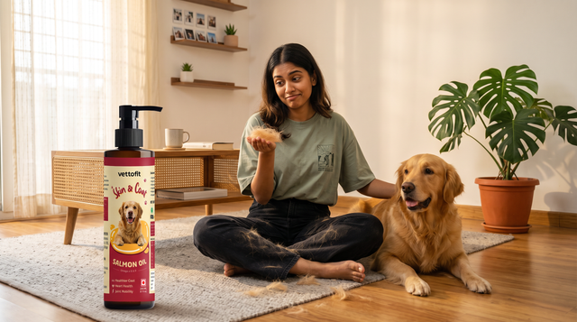 Brushing a Labrador to manage dog hair fall at home in India