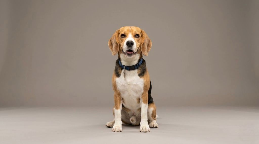Beagle