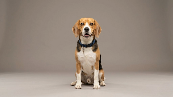 Beagle