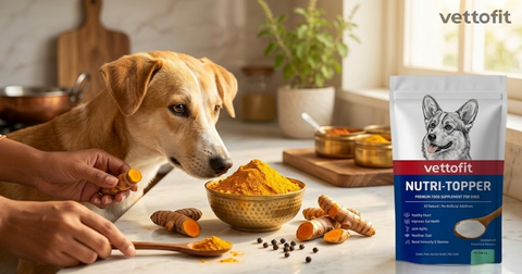 Turmeric for Dogs: Is Haldi Really Safe? An Indian Vet's Complete Guide