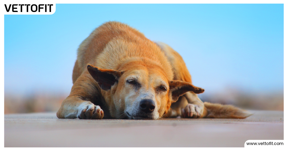 RWA volunteers marking a designated dog feeding zone under ABC Rules 2023, guided by Vettofit for safe community care
