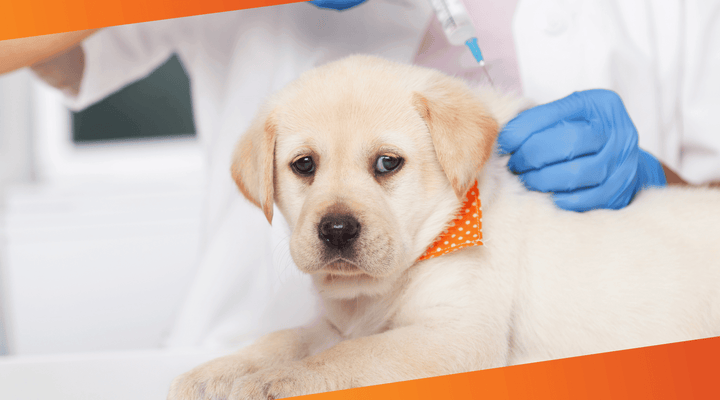 Vet administering vaccine to a dog in a clinic