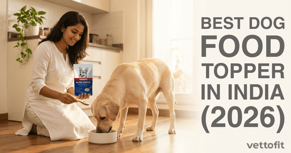 A labrador eating enthusiastically from a bowl with a nutritious vettofit nutri topper sprinkled on top, set in a bright Indian home kitchen
