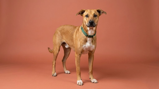 Indian Pariah Dog (Indie)