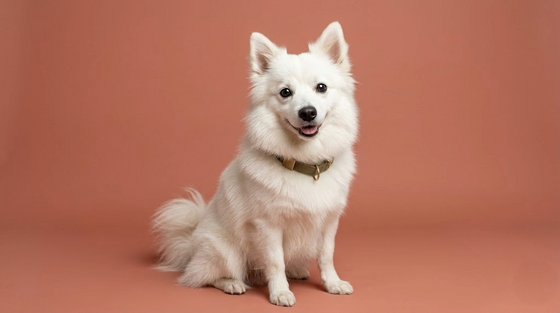 Indian Spitz