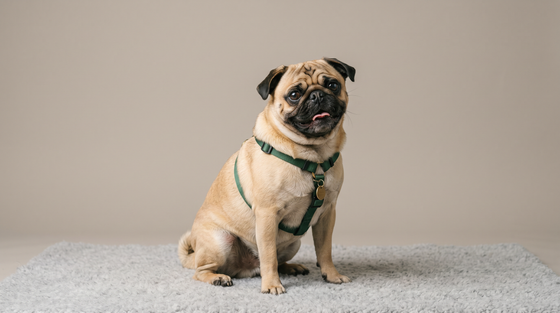 PUG