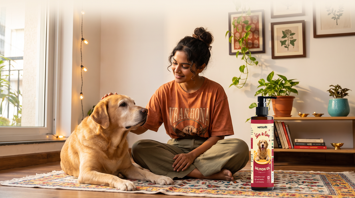 Salmon oil for senior dogs: skin, coat and mobility support