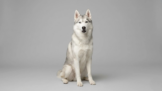 Siberian Husky
