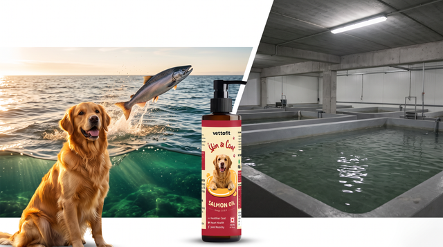 Wild-caught vs farmed salmon oil for dogs: what's the difference?