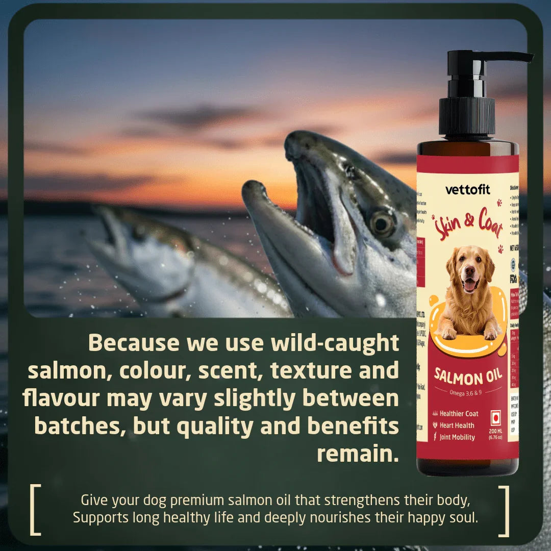 Dog eating food with Vettofit Alaskan Salmon Oil drizzled on top – daily omega 3 fish oil supplement for dogs